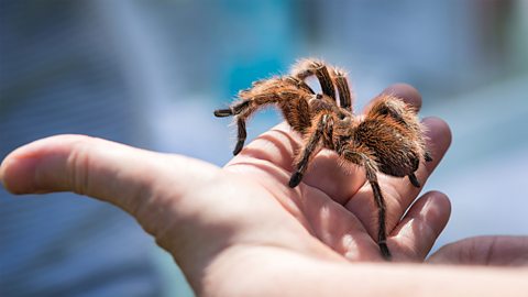 A photo of a tarantula in someone's hand.