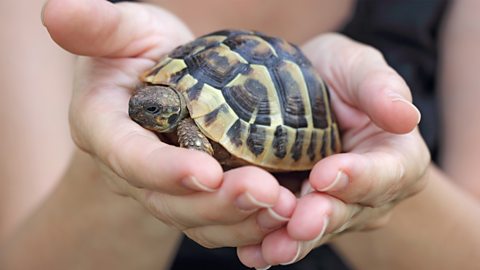 A photo of a small pet tortoise in someone's hand.