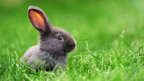 A photo of a small grey rabbit on grass.