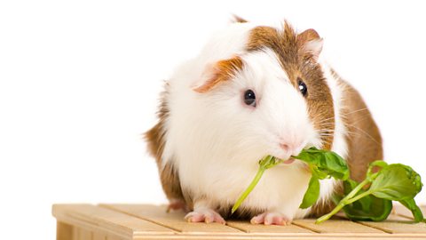 A photo of a white and brown guinea pig eating basil against a white background.