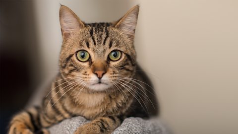 A cat lying down looking at the camera