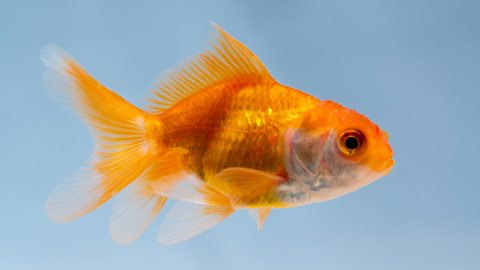 A goldfish swimming in it aquarium