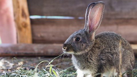 A domestic rabbit in a garden