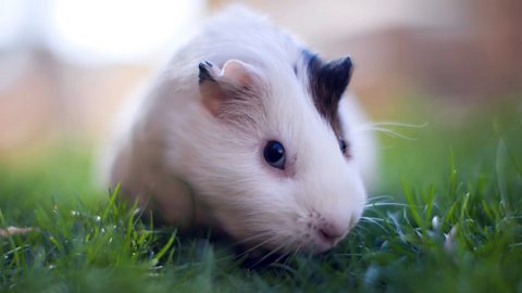 A guinea pig on a patch of grass