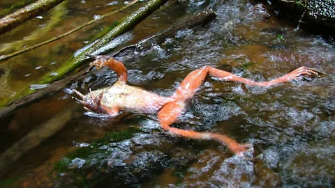 Witness History, Witness History, The mystery of the disappearing frogs