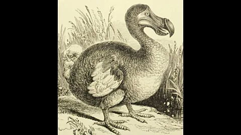 Witness History, Witness History, How the dodo died out