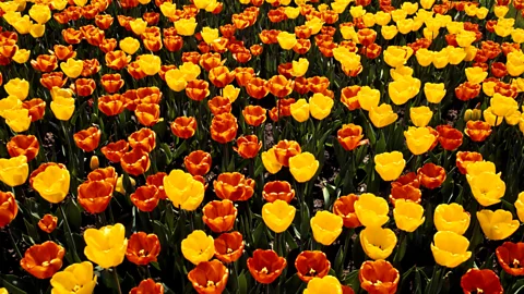 50 Things That Made the Modern Economy, 50 Things That Made the Modern Economy, Tulips