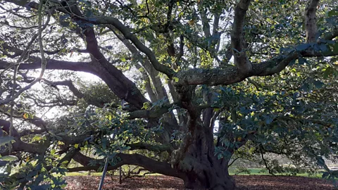 Witness History, Witness History, The ancient oak tree that taught the world a lesson