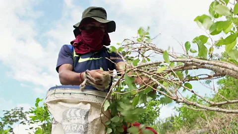 The Documentary Podcast, Colombia’s new cocaine war