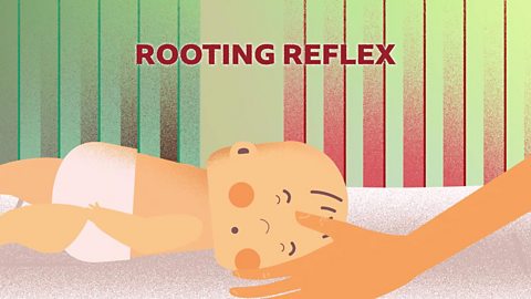 A baby making a sucking motion as their cheek is tickled, with the caption 'ROOTING REFLEX'.