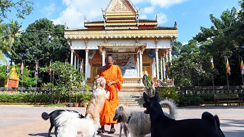 Buddhism – A monk caring for dogs