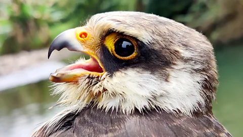 Costing the Earth, Costing the Earth, Fate of the Falcons
