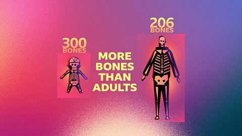 A graphic showing a baby skeleton and an adult skeleton.