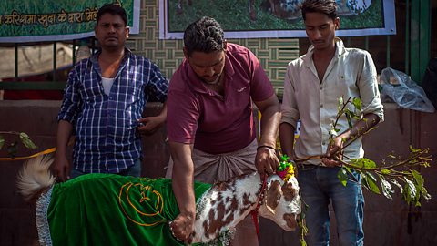 A goatherd in Delhi