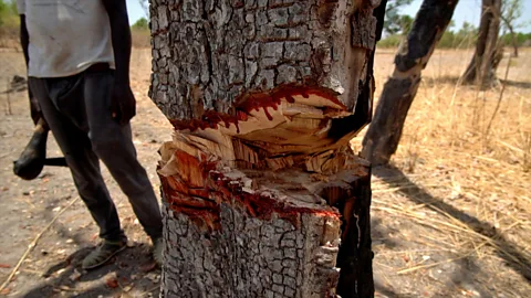 The Documentary Podcast, The trees that bleed
