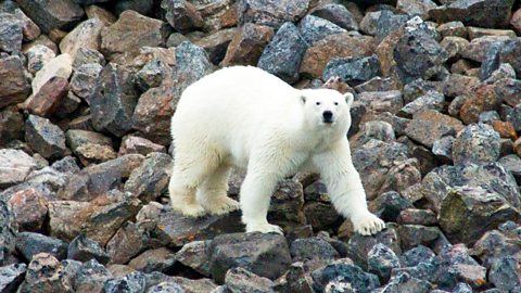 A polar bear in the Arctic walking across a rocky landscape