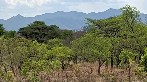 The Documentary Podcast, Saving Zimbabwe’s forests