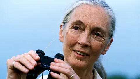 The Life Scientific, Jane Goodall on living with wild chimpanzees