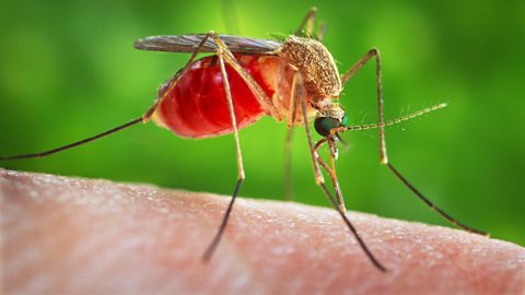 A close up photo a mosquito biting a hand 