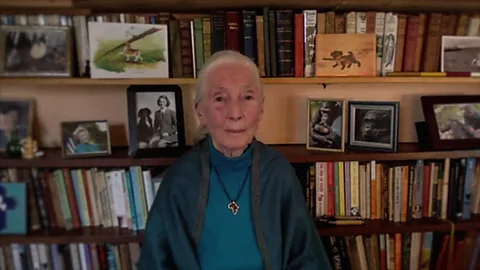 The Interview, The Interview, Jane Goodall: A life with chimpanzees