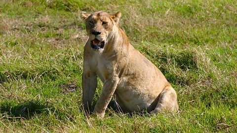 lions eating prey alive