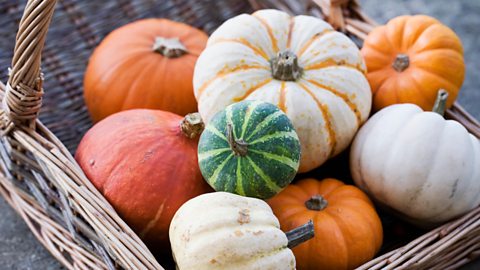 Pumpkins and other squashes