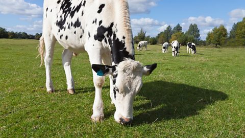 Dairy cow eating grass