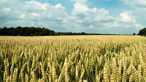 A wheat field on a sunny day