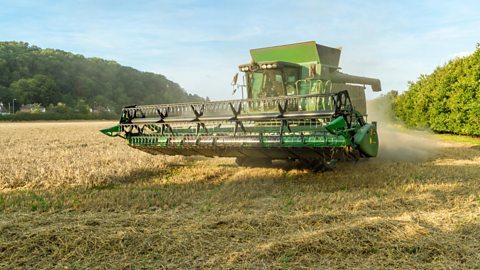 Combine harvester cutting grains in a field