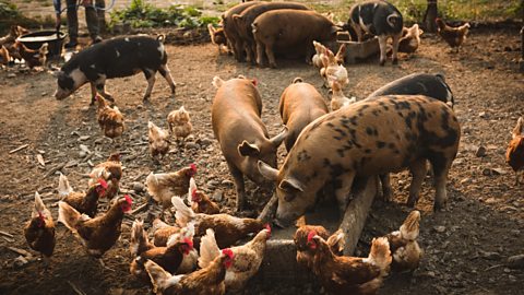 Chickens and pigs eating food on a farm