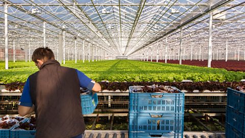 Lots of lettuce growing in a glasshouse