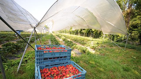 Strawberries growing under a polytunnel