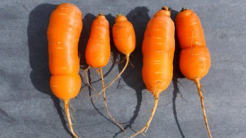 Wonky carrots