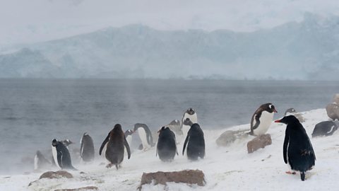 Penguins in the Antarctic on a very windy day, with the snow being blown about.