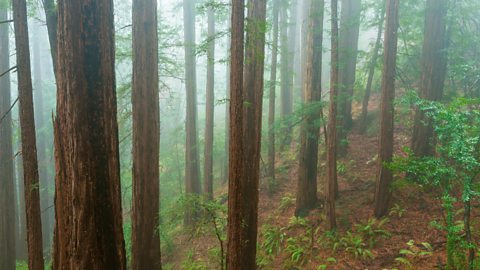 Giant redwood trees