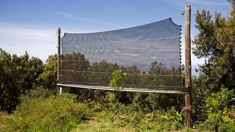 A fog net, used to trap moisture.