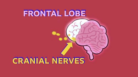 A diagram of the brain with frontal lobe and cranial nerves labelled.