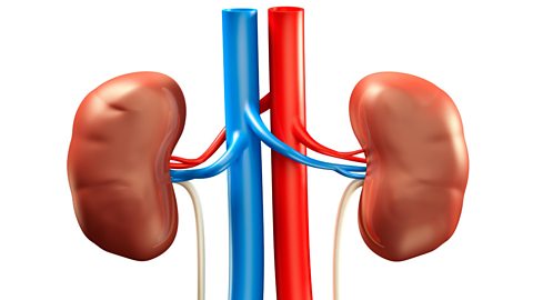 Kidneys