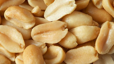 A close-up of peanuts