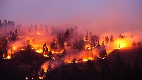 Costing the Earth, Costing the Earth, World on Fire