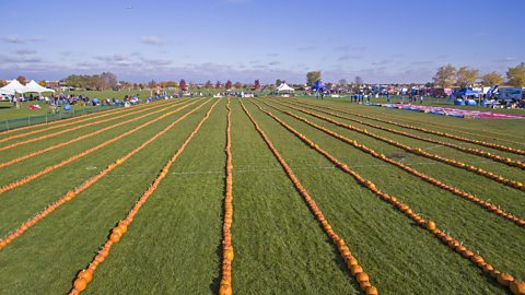 a field with long lines of pumpkins 