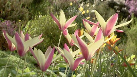 BBC Two - The A To Z Of TV Gardening - Episode Guide