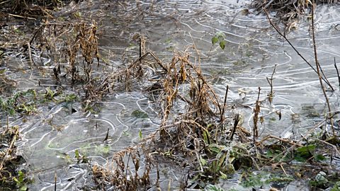 Frozen ripples on a puddle