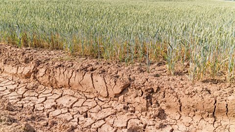 Drought in a wheat field from July 2018