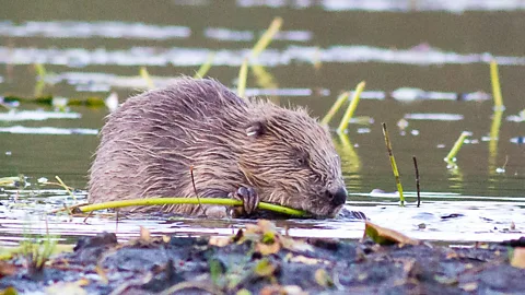 Witness History, Witness History, The return of the beaver