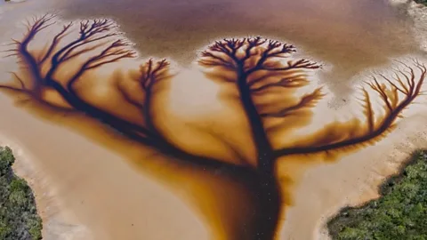Spectacular ‘tree of life’ found in Australian lake