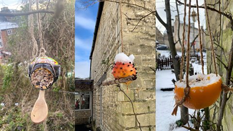 An image showing DIY bird feeders