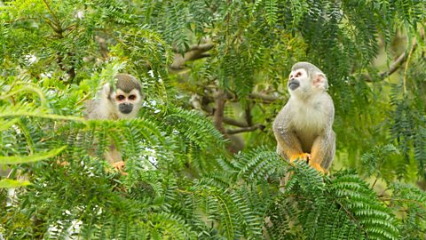 Two squirrel monkeys in the Ecaudorian rain forest.