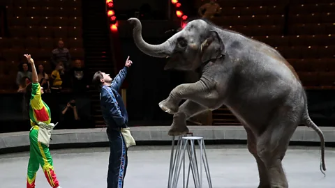 Witness History, Witness History, The Moscow State Circus