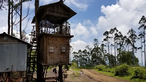CrowdScience, CrowdScience, Can we build houses from living trees?